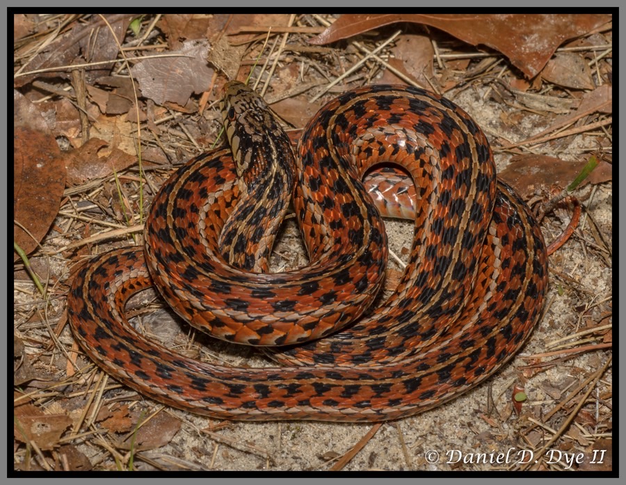 Eastern Garter Snake Florida Backyard Snakes
