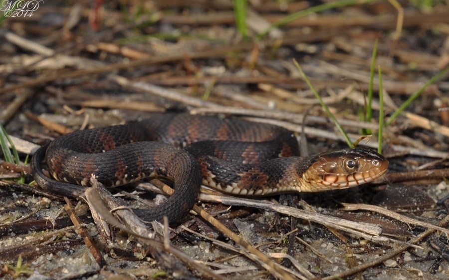 Florida Watersnake & Banded Watersnake | Florida Backyard Snakes