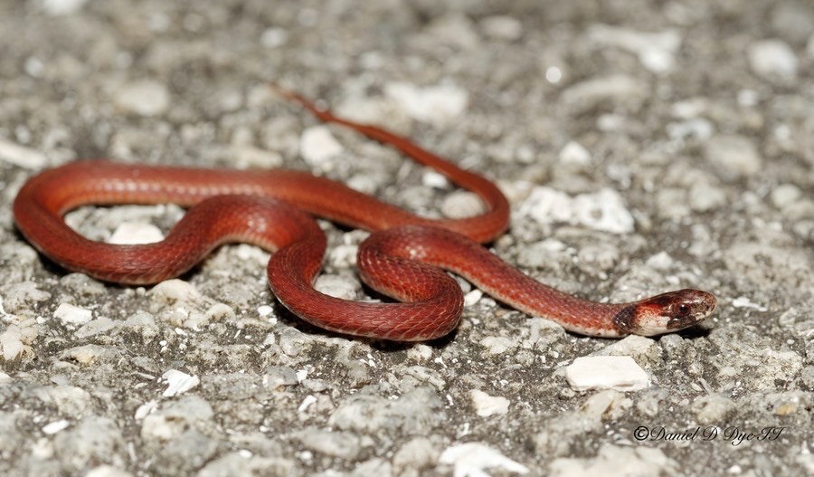 Florida Brown Snake | Florida Backyard Snakes